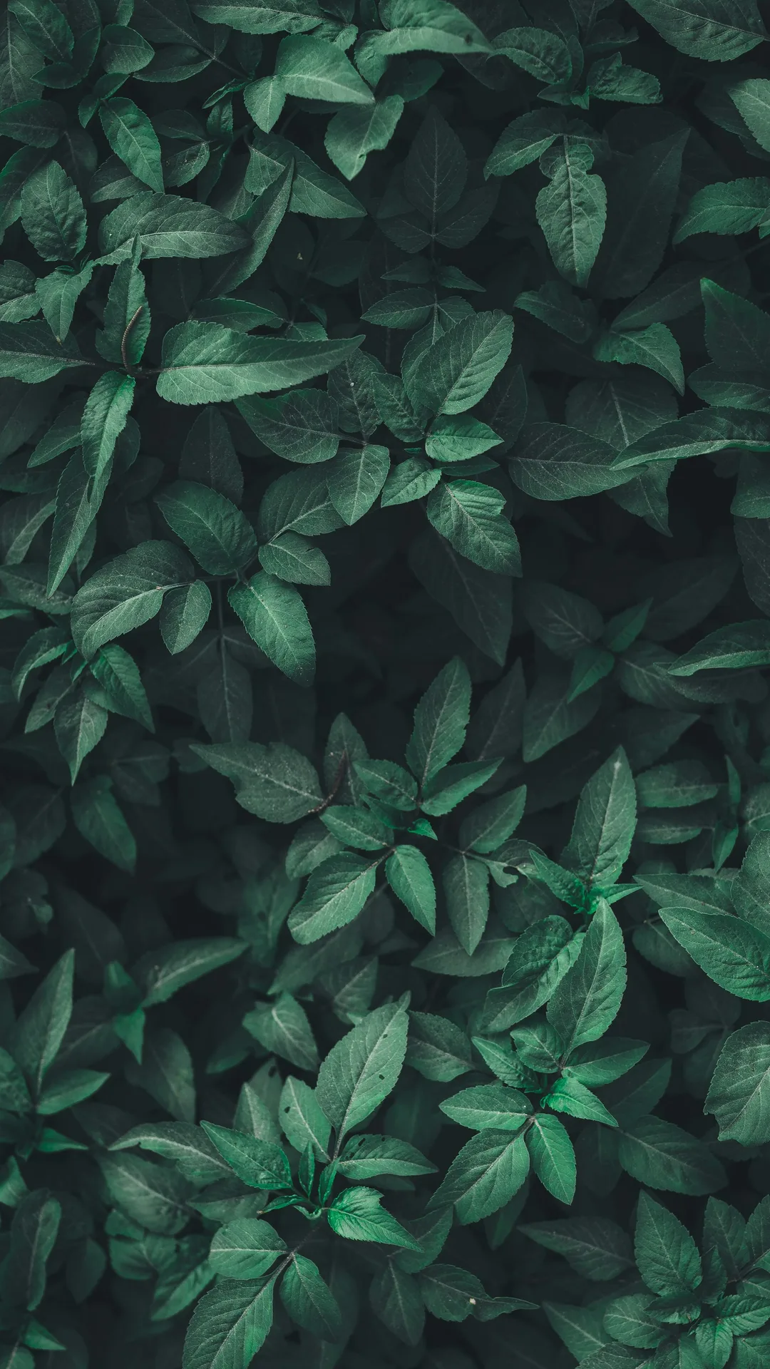 Nature et harmonie
